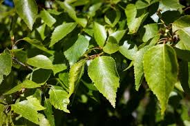 Attēlu rezultāti vaicājumam “Betula nana leaf”