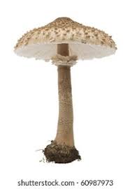 Attēlu rezultāti vaicājumam “Macrolepiota rhacodes var. bohemica”