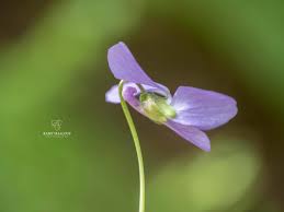 Attēlu rezultāti vaicājumam “Viola hirta”