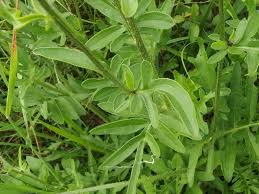 Attēlu rezultāti vaicājumam “Centaurea scabiosa leaf”