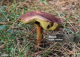 Attēlu rezultāti vaicājumam “Boletales”