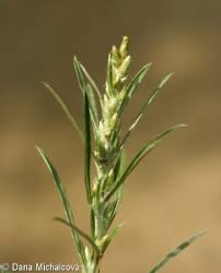 Attēlu rezultāti vaicājumam “Gnaphalium sylvaticum bud”