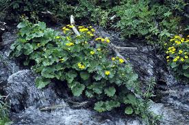 Attēlu rezultāti vaicājumam “Caltha palustris leaf”