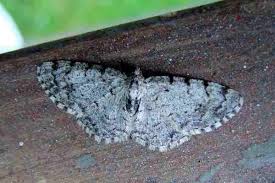 Attēlu rezultāti vaicājumam “Aethalura punctulata”