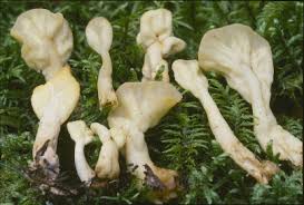 Attēlu rezultāti vaicājumam “Spathularia flavida”