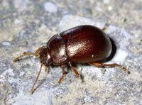 Attēlu rezultāti vaicājumam “Chrysolina staphylaea”