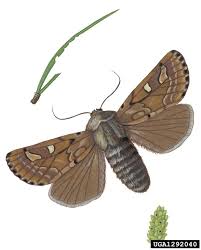 Attēlu rezultāti vaicājumam “Panolis flammea”