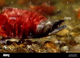 Image result for Oncorhynchus nerka