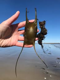 Image result for Leucoraja ocellata