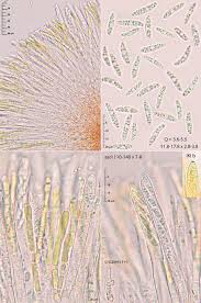 Attēlu rezultāti vaicājumam “Chlorencoelia versiformis”