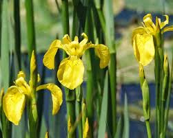 Attēlu rezultāti vaicājumam “Iris pseudacorus”