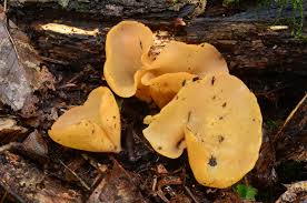 Attēlu rezultāti vaicājumam “Hymenoscyphus sp.”