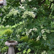 Attēlu rezultāti vaicājumam “Syringa reticulata subsp. amurensis flower”