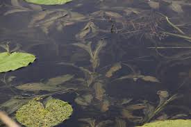 Attēlu rezultāti vaicājumam “Potamogeton lucens leaf”