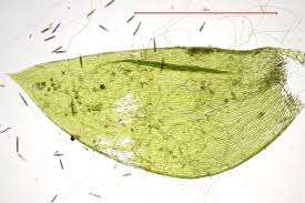 Attēlu rezultāti vaicājumam “Plagiothecium nemorale”