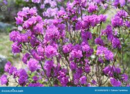 Attēlu rezultāti vaicājumam “Rhododendron sichotense”