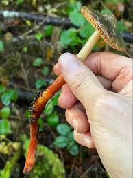 Attēlu rezultāti vaicājumam “Ophiostoma polyporicola”