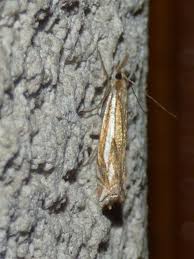 Attēlu rezultāti vaicājumam “Crambus pratella”