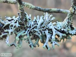 Attēlu rezultāti vaicājumam “Hypogymnia tubulosa”