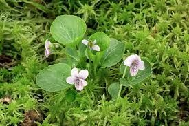 Attēlu rezultāti vaicājumam “Viola palustris”