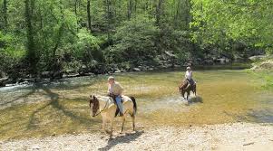 Image result for Shey Copse Riding Centre