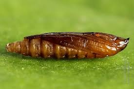 Attēlu rezultāti vaicājumam “Cameraria ohridella”