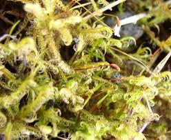 Attēlu rezultāti vaicājumam “Sanionia uncinata”