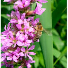 Attēlu rezultāti vaicājumam “Lythrum salicaria fruit”