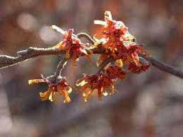 Attēlu rezultāti vaicājumam “Hamamelis vernalis flower”