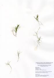 Attēlu rezultāti vaicājumam “Najas flexilis”