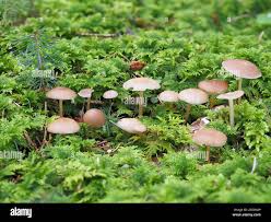 Attēlu rezultāti vaicājumam “Strobilurus esculentus”