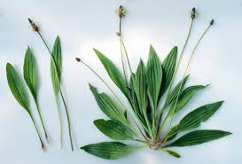 Attēlu rezultāti vaicājumam “Plantago lanceolata”
