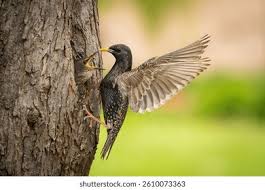 Attēlu rezultāti vaicājumam “Sturnus vulgaris nest”