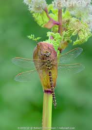 Attēlu rezultāti vaicājumam “Aeshna juncea”
