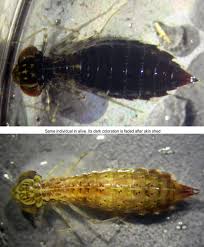 Attēlu rezultāti vaicājumam “Anax parthenope”