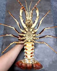 Image result for Palinurus elephas