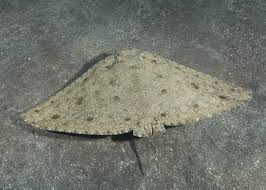 Image result for Gymnura natalensis