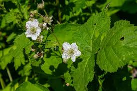 Attēlu rezultāti vaicājumam “Rubus caesius”