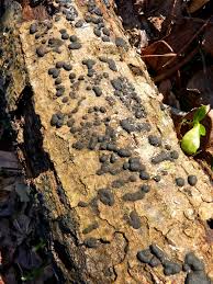 Attēlu rezultāti vaicājumam “Hypoxylon fragiforme / howeianum”