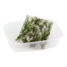 Attēlu rezultāti vaicājumam “Fissidens arnoldii”