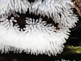 Attēlu rezultāti vaicājumam “Heterotrichia pomiformis (syn. Arcyria pomiformis) spores”