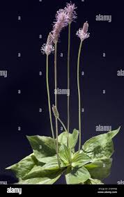 Attēlu rezultāti vaicājumam “Plantago media bud”