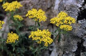 Attēlu rezultāti vaicājumam “Erysimum hieracifolium”