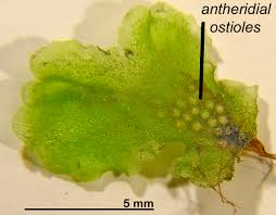 Attēlu rezultāti vaicājumam “Pellia endiviifolia sporophyte”