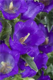 Image result for Marienglockenblumen