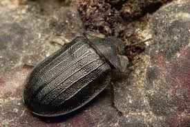 Attēlu rezultāti vaicājumam “Peltis grossa”