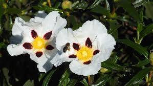 Attēlu rezultāti vaicājumam “Cistaceae”