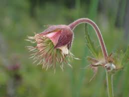 Image result for Geum rivale