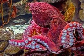 Image result for Enteroctopus dofleini