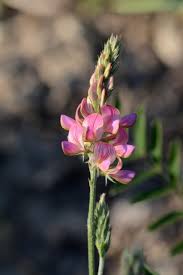 Attēlu rezultāti vaicājumam “Onobrychis arenaria fruit”